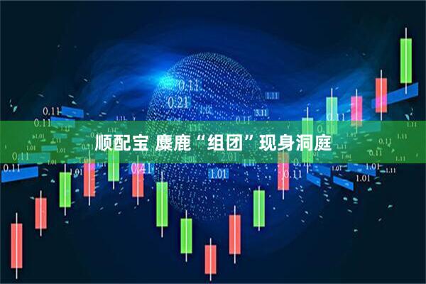 顺配宝 麋鹿“组团”现身洞庭